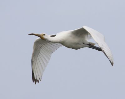Lepelaar - Eurasian Spoonbill