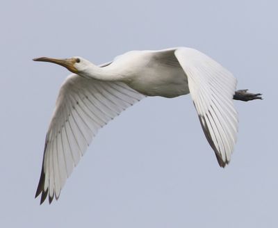 Lepelaar - Eurasian Spoonbill