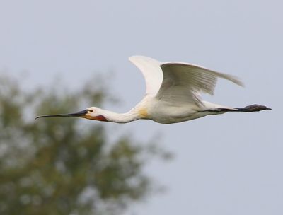 Lepelaar - Eurasian Spoonbill