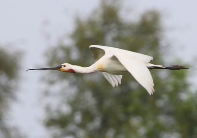 Lepelaar - Eurasian Spoonbill