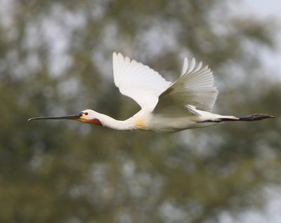 Lepelaar - Eurasian Spoonbill