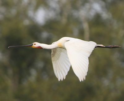Lepelaar - Eurasian Spoonbill