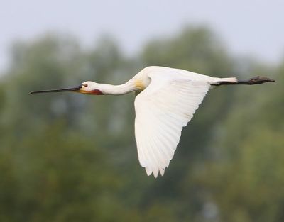 Lepelaar - Eurasian Spoonbill
