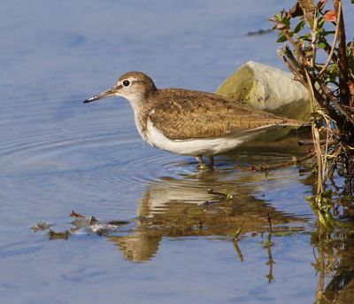 Oeverloper - Common Sandpiper