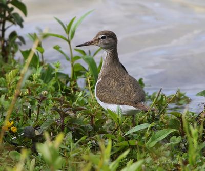 Oeverloper - Common Sandpiper