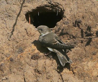 Oeverzwaluw - Sand Martin