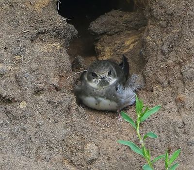 Oeverzwaluw - Sand Martin