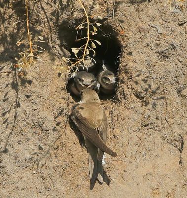 Oeverzwaluwen - Sand Martins