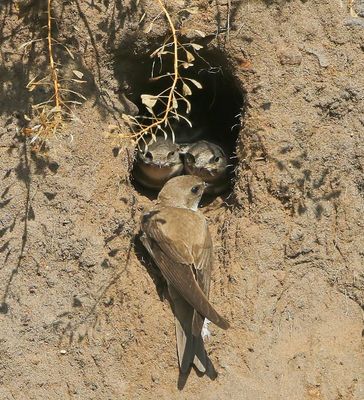 Oeverzwaluwen - Sand Martins