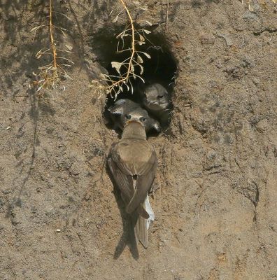 Oeverzwaluwen - Sand Martins