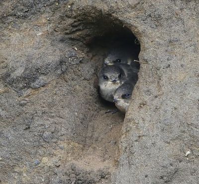 Oeverzwaluwen - Sand Martins