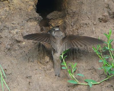 Oeverzwaluwen - Sand Martins