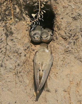 Oeverzwaluwen - Sand Martins