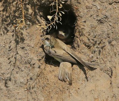 Oeverzwaluwen - Sand Martins