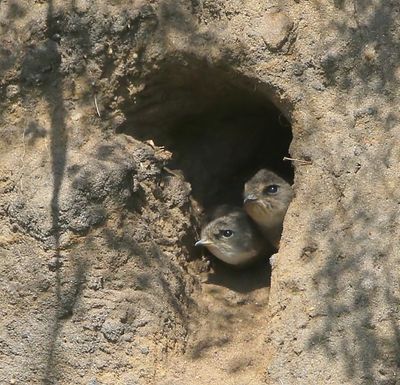 Oeverzwaluwen - Sand Martins
