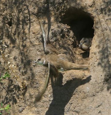 Oeverzwaluwen - Sand Martins