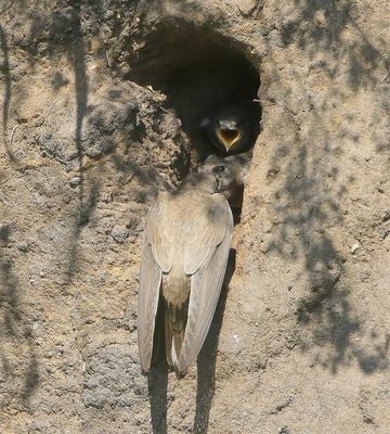 Oeverzwaluwen - Sand Martins