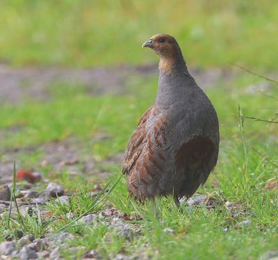 Patrijs - Grey Partridge