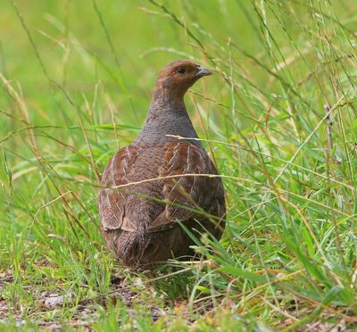 Patrijs - Grey Partridge