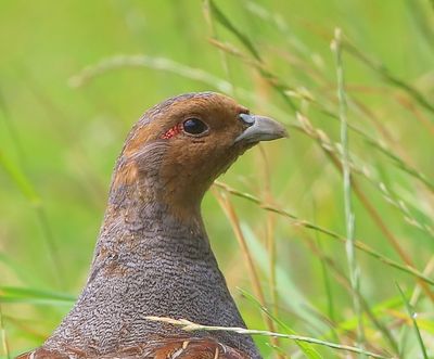 Patrijs - Grey Partridge