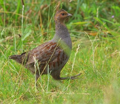 Patrijs - Grey Partridge
