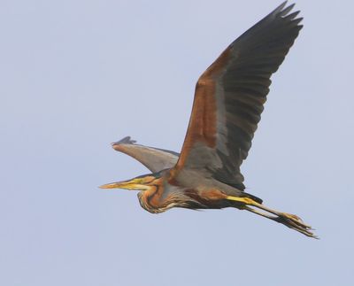 Purperreiger - Purple Heron