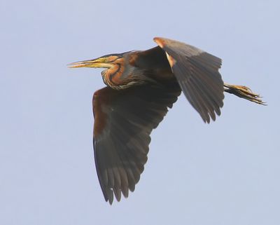 Purperreiger - Purple Heron
