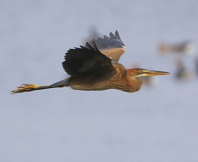 Purperreiger - Purple Heron