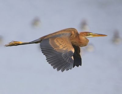Purperreiger - Purple Heron