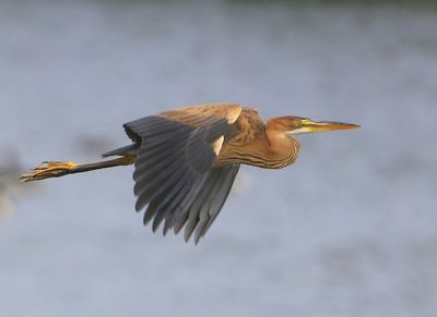 Purperreiger - Purple Heron