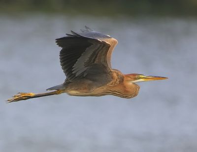 Purperreiger - Purple Heron
