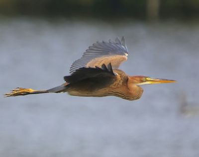 Purperreiger - Purple Heron