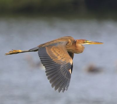 Purperreiger - Purple Heron
