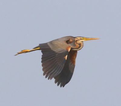 Purperreiger - Purple Heron