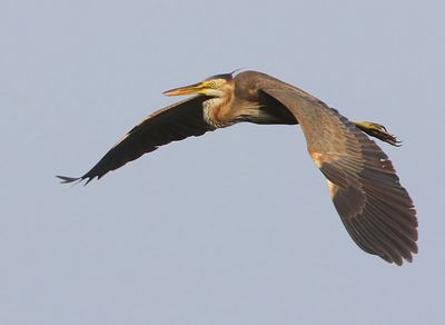 Purperreiger - Purple Heron