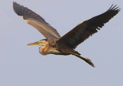 Purperreiger - Purple Heron