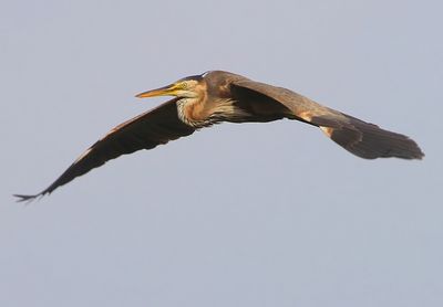 Purperreiger - Purple Heron