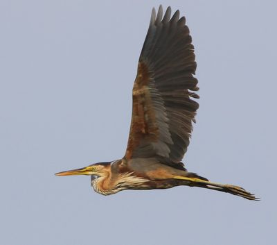Purperreiger - Purple Heron