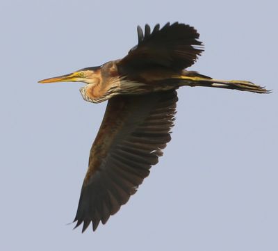 Purperreiger - Purple Heron