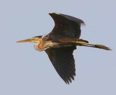 Purperreiger - Purple Heron