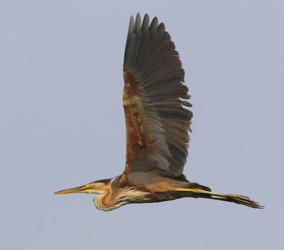 Purperreiger - Purple Heron