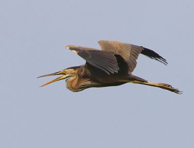 Purperreiger - Purple Heron