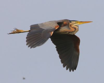 Purperreiger - Purple Heron