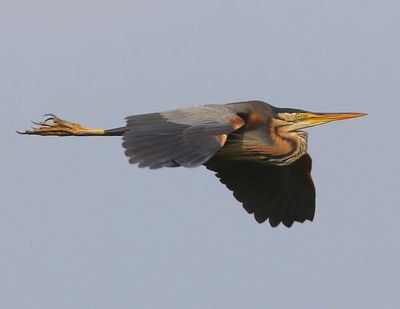 Purperreiger - Purple Heron