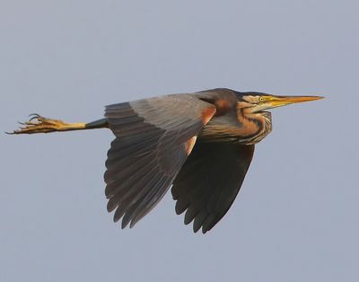 Purperreiger - Purple Heron