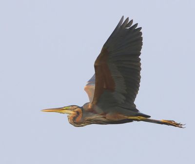 Purperreiger - Purple Heron