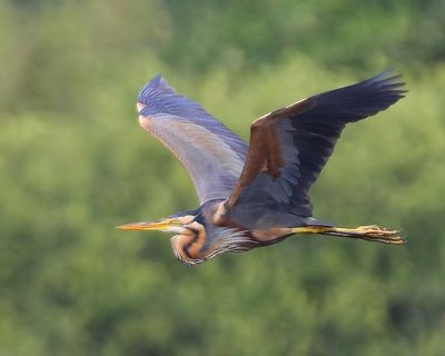 Purperreiger - Purple Heron