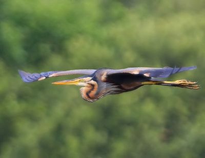 Purperreiger - Purple Heron