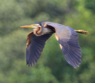 Purperreiger - Purple Heron