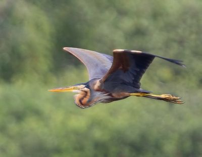 Purperreiger - Purple Heron